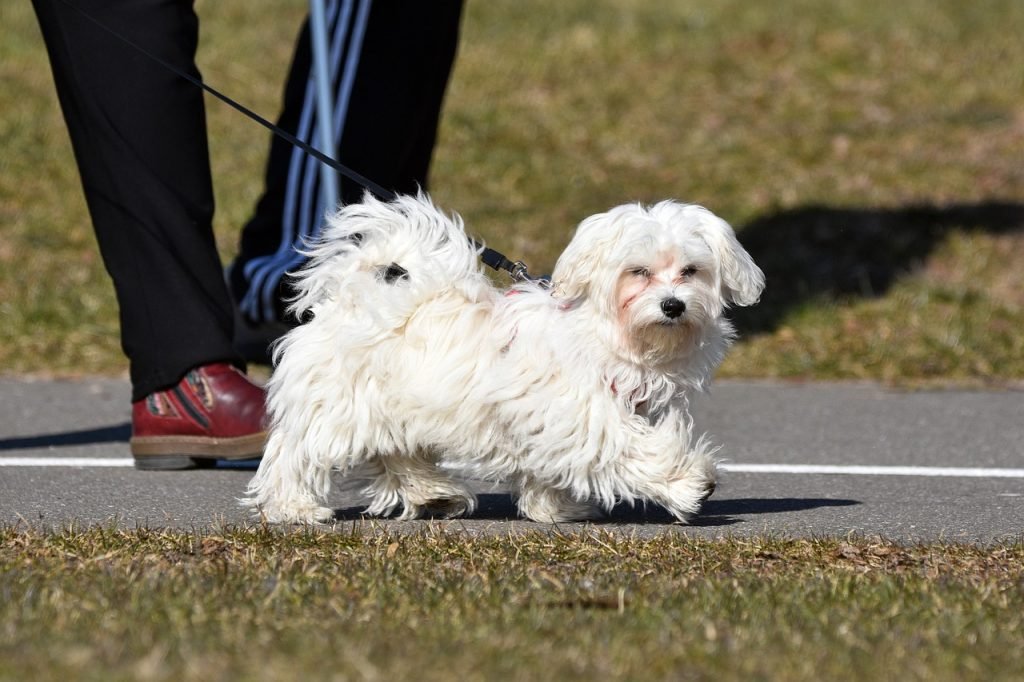 animal, dog, mammal-7058638.jpg
