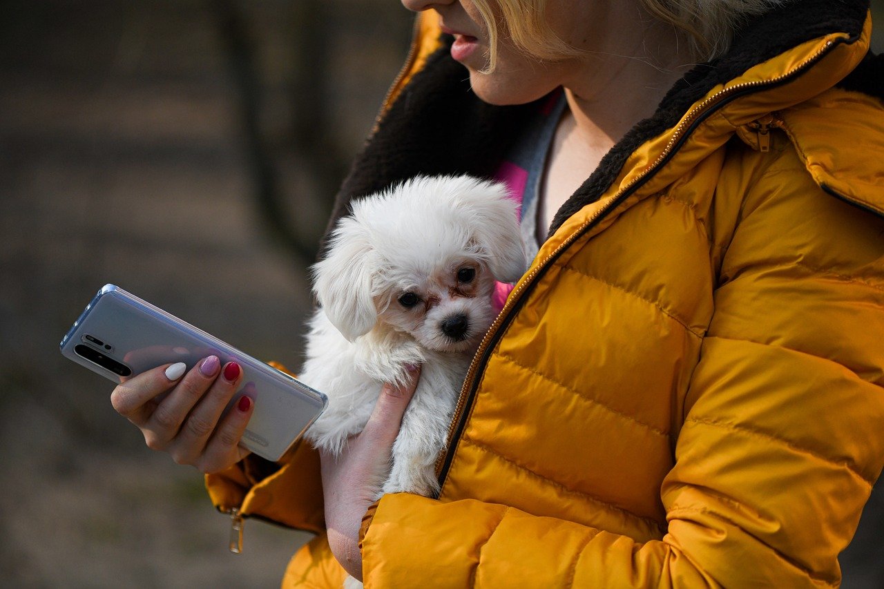 mobile phone, dog, smartphone-5094846.jpg